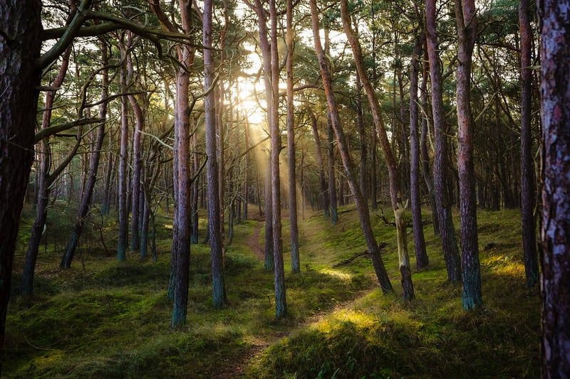 Whimsical Wonderland Forest