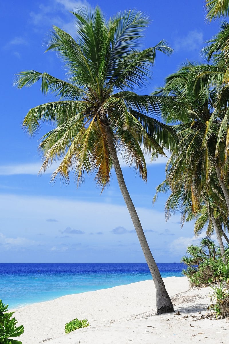 Honeymoon Escape